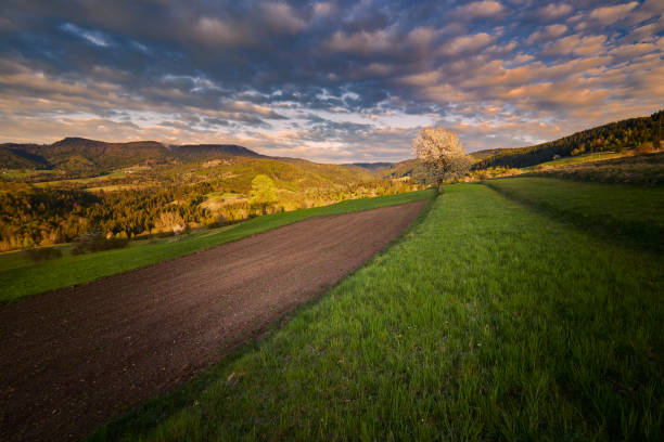 beautiful spring sunset stock photo