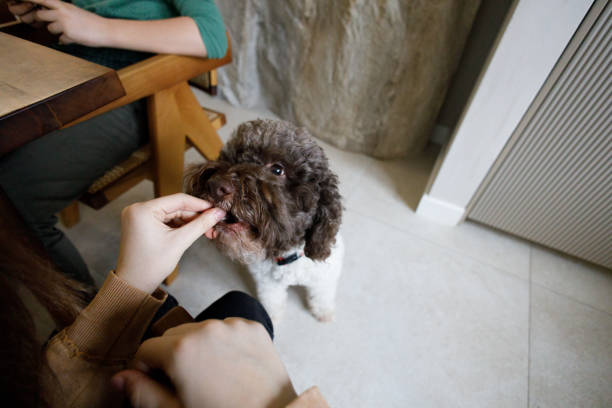 istock Morning in the kitchen with our dog 2005930872