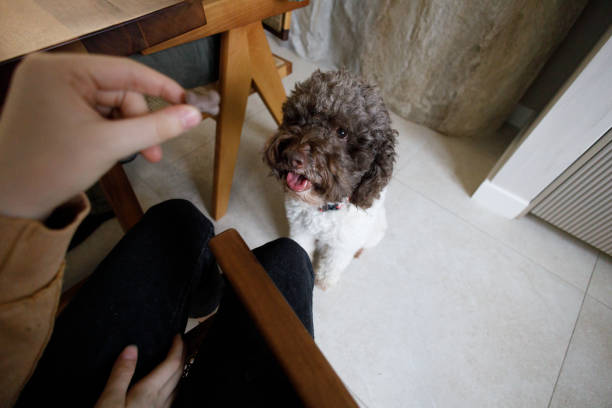 Morning in the kitchen with our dog