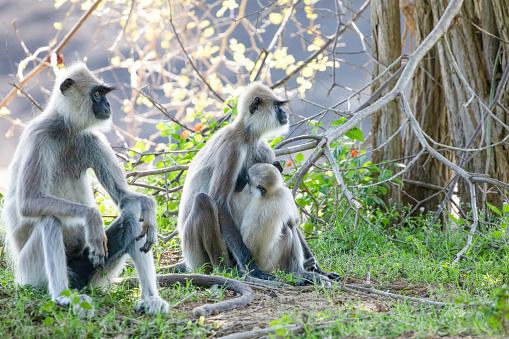 Small group of black faced grey langur monkeys in Yala National Park, Sri Lanka sitting nearby. family with baby beautiful light gray monkeys