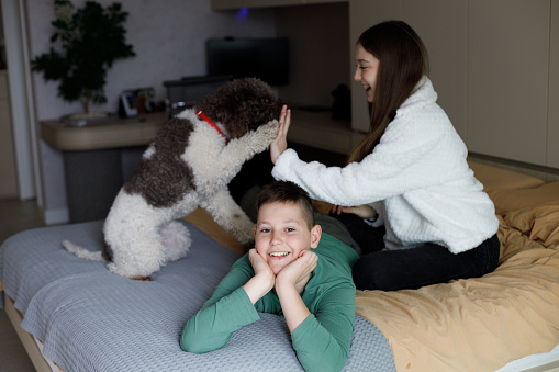 Brother and sister play on the bed with their dog in the bedroom