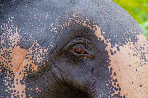 Asian Elephant skin texture abstract background Close up reveals animal tipe . gray dots on pink background like freckles. Elephants eye contact