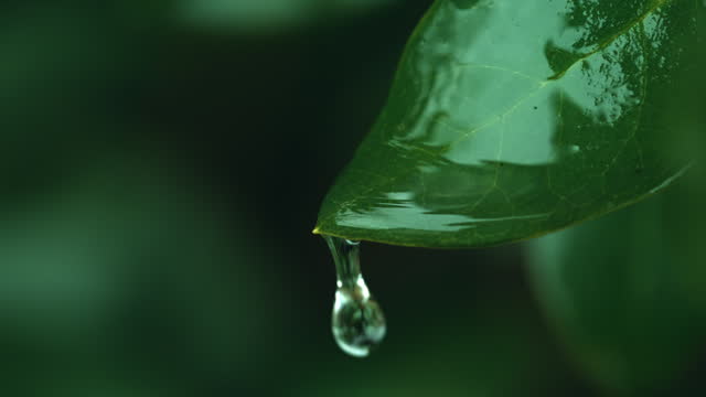 SLO MO Closeup of Raindrops Dripping from Green Leaf in Evergreen Forest