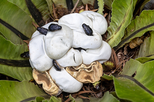 Australian Diamond Pythons hatching from egg