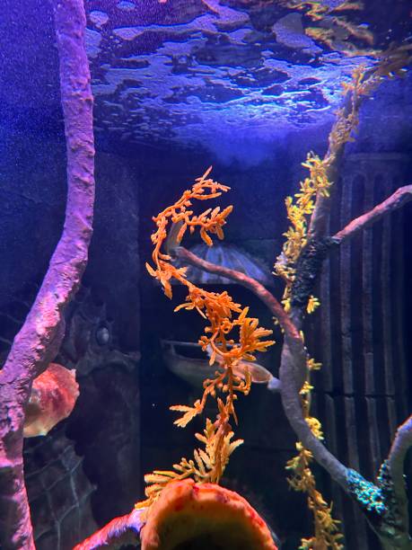 istock Tropical Fish Tank Aquarium with Fish 2005961505