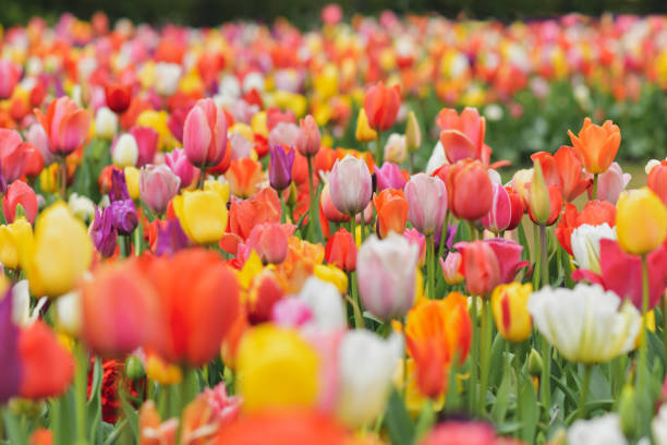 istock Multicolored tulip background in a park in Holland 2005964709