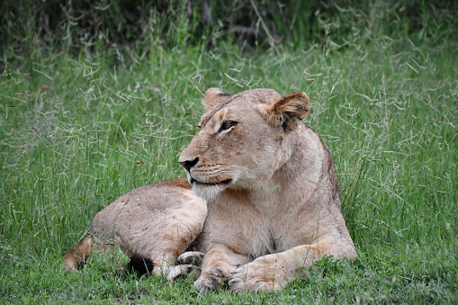 Lion in Sabi Sands Game Reserve | Safari | Big Five | South Africa