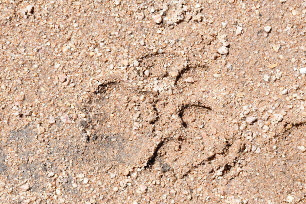 istock Lion in Sabi Sands Game Reserve 2005974341