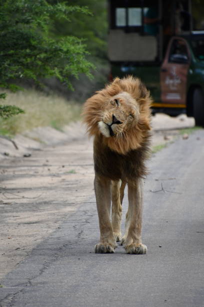 istock Lion in Kruger National Park 2005974887
