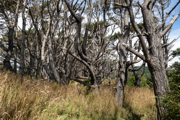 The Five Mile Strip at Muriwai regional park includes pine and grasses that have been planted to stabilize the coastal dunes