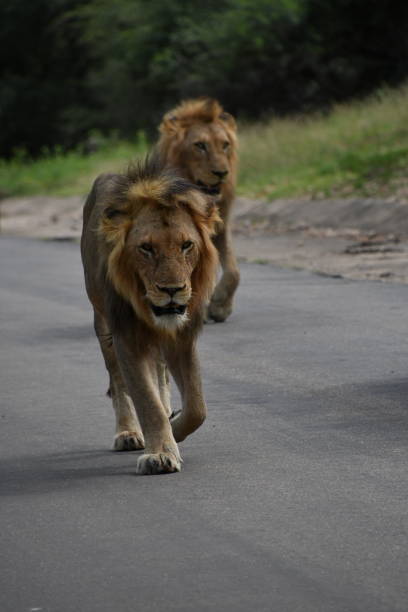 istock Lion in Kruger National Park 2005976437