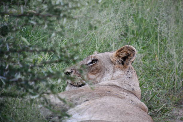 Lion in Kruger National Park | Safari | Big Five | South Africa