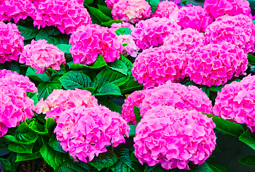 A grouping of pink hydrangea flowers in pots.