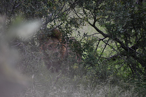 Lion in Kruger National Park | Safari | Big Five | South Africa