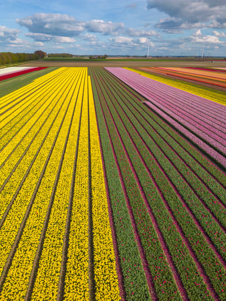 istock Drone image of tulip field from above,  Netherlands. 2005981212