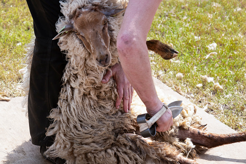 Woolen fleece of a sheep is cut off.