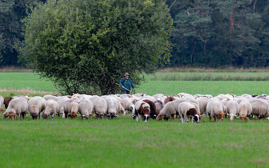 Netherlands, Overijssel, Twente, Haaksbergerveen, september 28th 2022, daytime close-up of a senior white female shepherd herding a large group of sheep that are grazing in a meadow, 'Haaksbergerveen' is a 500 hectares large nature reserve area near Haaksbergen and close to the German border - shallow DOF, focus is on the woman