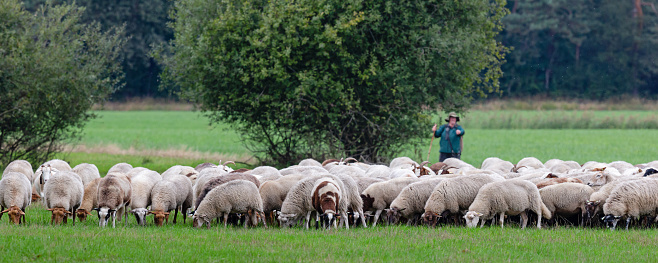 A herd of sheep in an eco farm graze freely in the meadow. A shepherd in blue overalls looks after them.