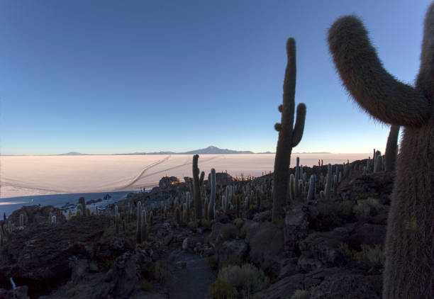 A landscape from fish island in Uyuni, Bolivia