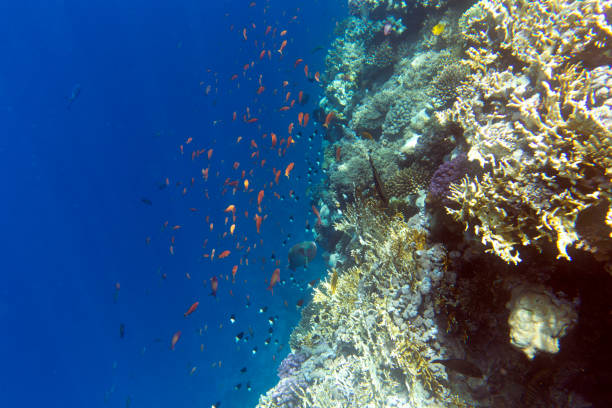 View of coral reef in Sharm El Sheik, Egypt