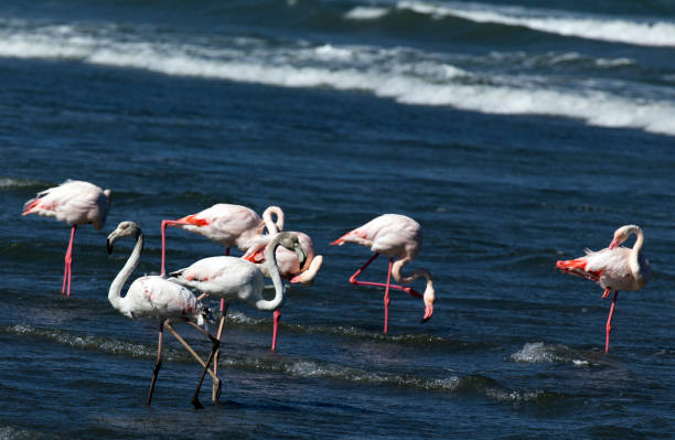 istock A view of flamingo birds 2005996601
