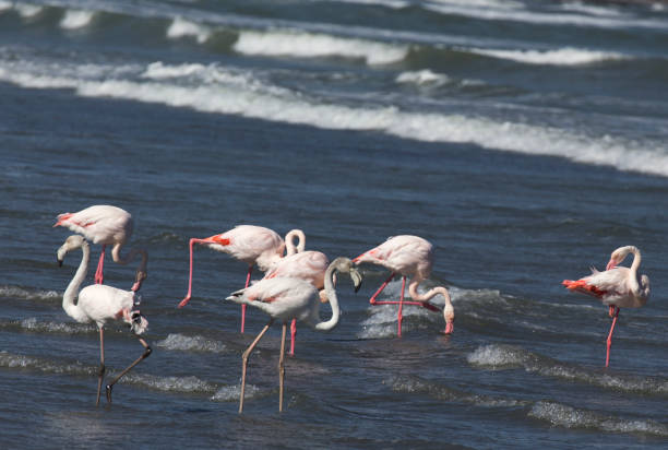 istock A view of flamingo birds 2005996609