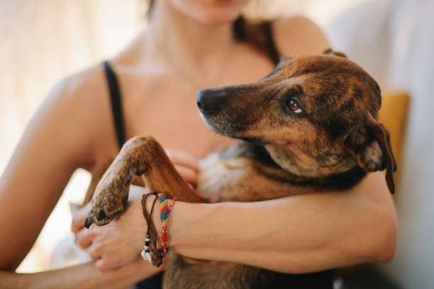 istock cute dog with her owner at home 2005999227