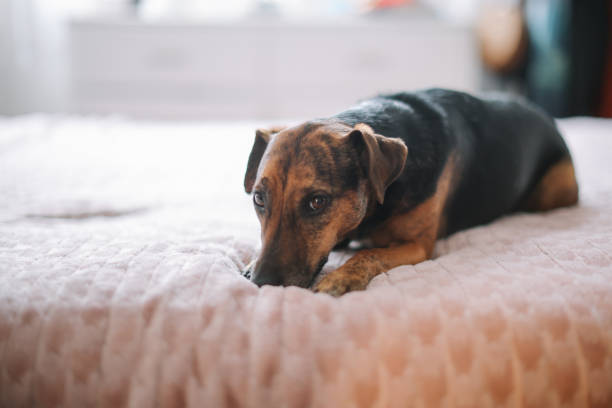 istock cute dog resting at home 2006001319