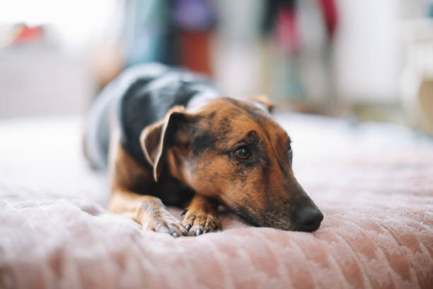 istock cute dog resting at home 2006002864