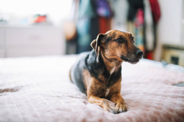 istock cute dog resting at home 2006010769