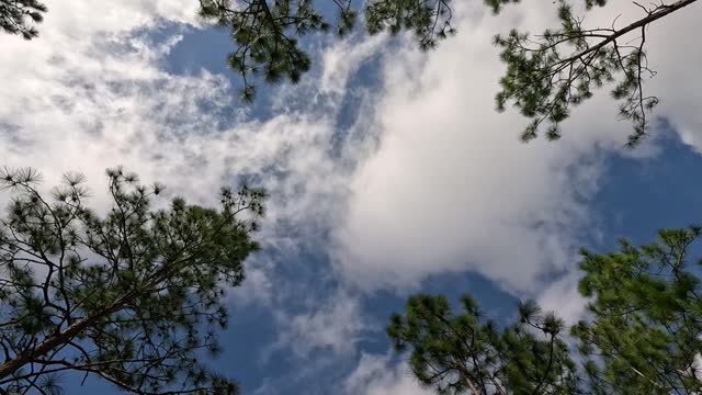 Vertical shot of patchy clouds moving above pine treetops as weather front moves in