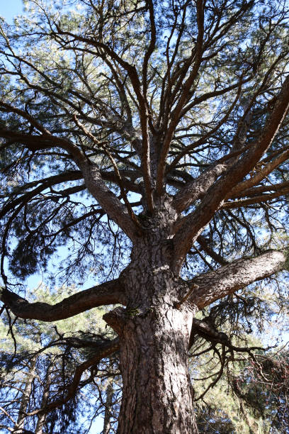 centennial pino gordo del toril in sierra de cazorla y segura - flocked fotografías e imágenes de stock