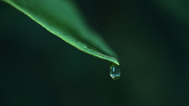 SLO MO Extreme Closeup Shot of Rain Drops Falling from Green Leaf in Forest Against Dark Background
