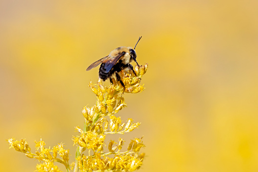 A bumble bee pollinates a goldenrod wildflower. Soft yellow background of the goldenrod field