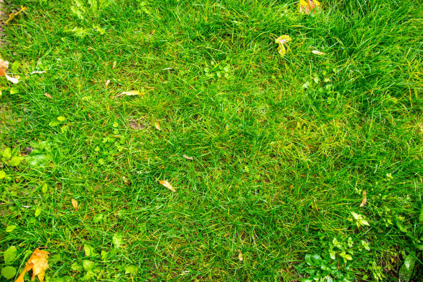 istock Green grass background in the summer garden. 2006025599