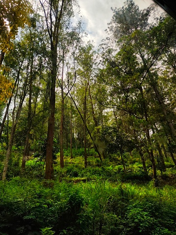 Photo of trees in Malang forest
