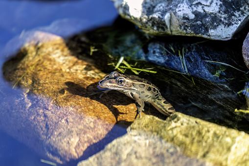 A series of photos of northern leopard frog from various locations . The northern leopard frog is native North American animal. It is the state amphibian of Minnesota and Vermont.