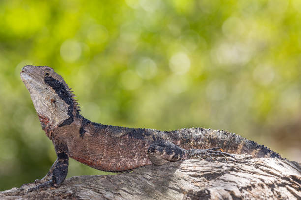 istock Male Australian Eastern Water Dragon 2006050340
