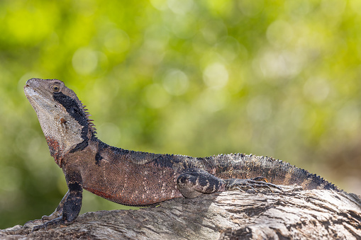 Male Australian Eastern Water Dragon resting on log