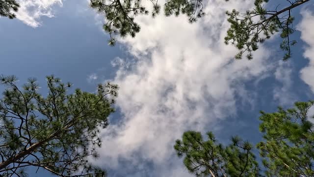 View from below, of light clouds moving above pine treetops towards camera as weather front moves in
