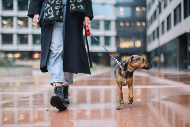 istock owner takes dog out for a walk on a rainy day 2006056127