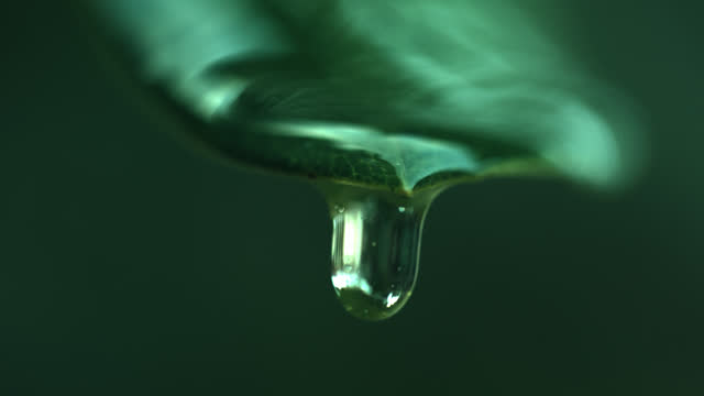 SLO MO Macro Shot of Water Drop Slowly Falling from Green Leaf in Tropical Forest