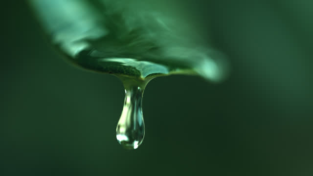 SLO MO Macro Shot of Raindrop Falling Slowly From Green Leaf in Tropical Forest