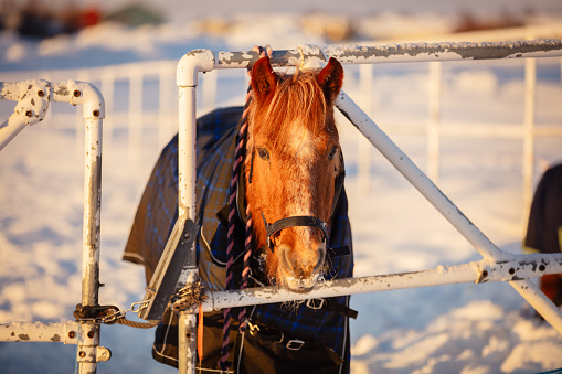 Beautiful horse in horse farm.\nHammerfast - Norway.