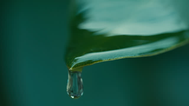 SLO MO Extreme Closeup Shot of Raindrop Falling from Green Leaf in Tropical Forest