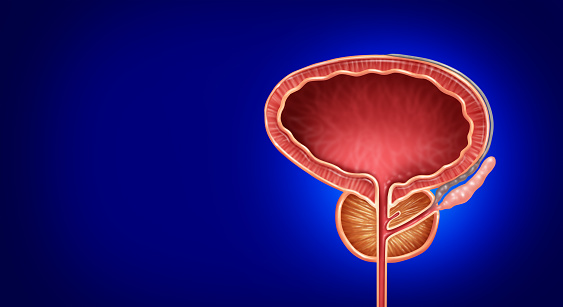 Healthy Prostate as a human gland as a urology medical illustration concept for part of the male reproductive anatomy and lower urinary tract human body part.