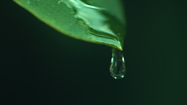 SLO MO Extreme Closeup Shot of Raindrop Falling from Green Leaf in Tropical Forest against Dark Green Background