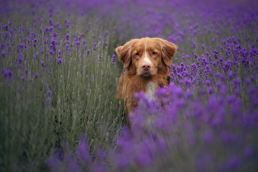 dog on the lavender field. Happy pet in flowers. Nova Scotia Duck Tolling Retriever on nature