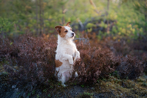Dog in the colors of heather. jack russell terrier in the forest peeps out . portrait pet