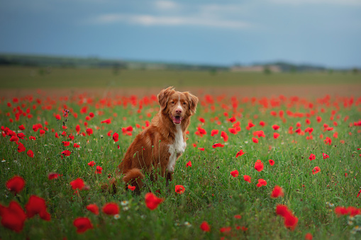 Nova Scotia Duck Tolling Retriever in a field of poppies. happy Dog playing in the flower meadow.